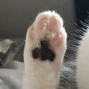 kittygangordie